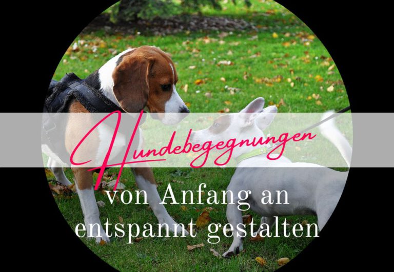Read more about the article Hundebegegnungen – von Anfang an entspannt gestalten