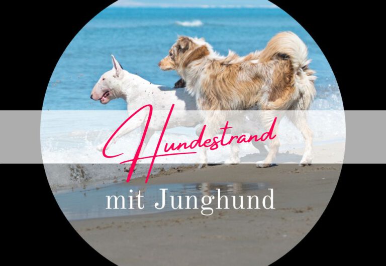 Read more about the article Strandurlaub mit Junghund