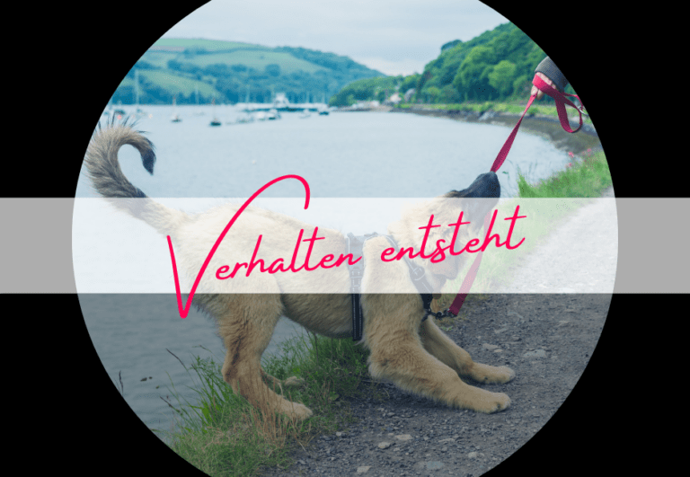 Read more about the article Verhalten entsteht