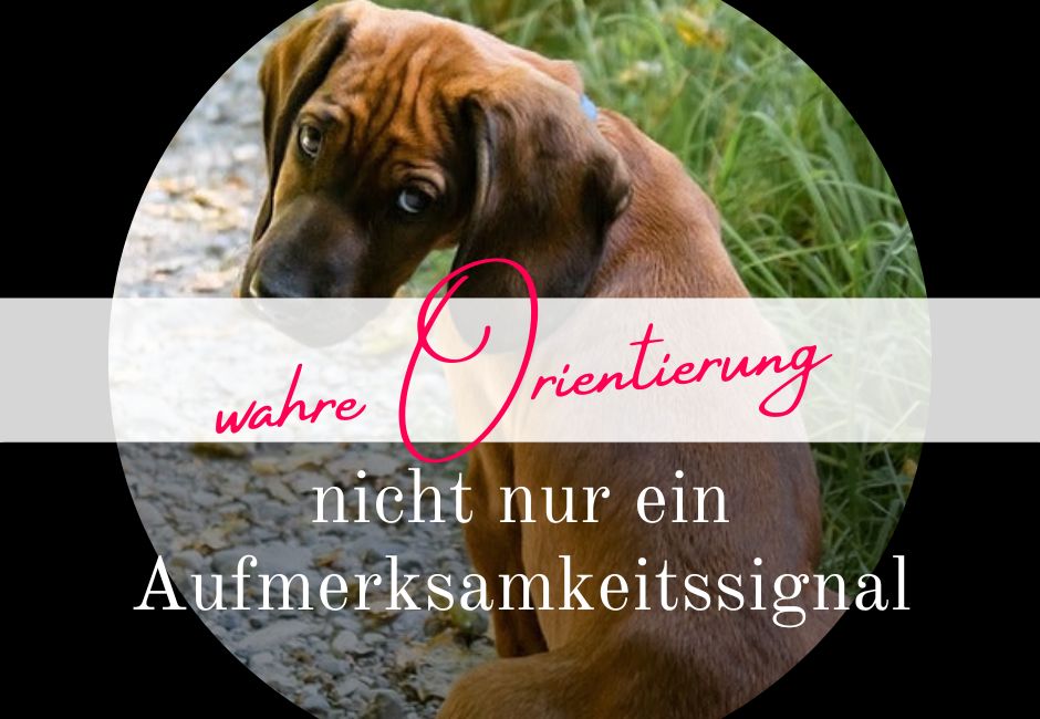 Read more about the article Wahre Orientierung